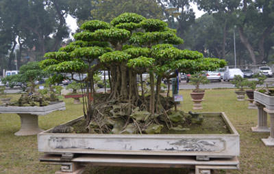 /pic/news/Images/abc/nam%202013/thang%201/ngay%2021/van%20hoa/caycanh.jpg
