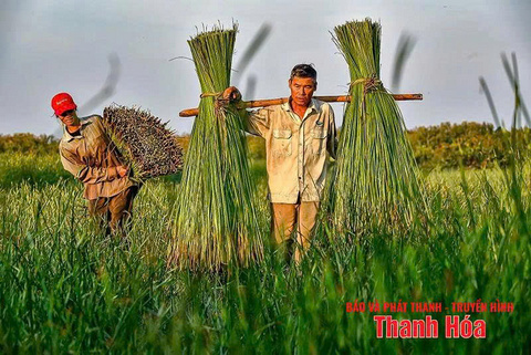 http://langnghevietnam.vn/pic/news/638879066724875419.jpg