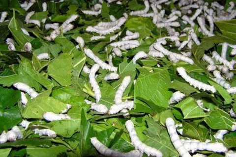 http://langnghevietnam.vn/pic/news/639214503285813230.jpg