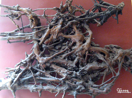 cuong-3.jpg