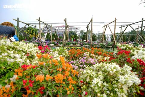 pic/news/cong-tac-chuan-bi-le-hoi-hoa-me-linh-2024-3-14572156638706528442058157.jpg
